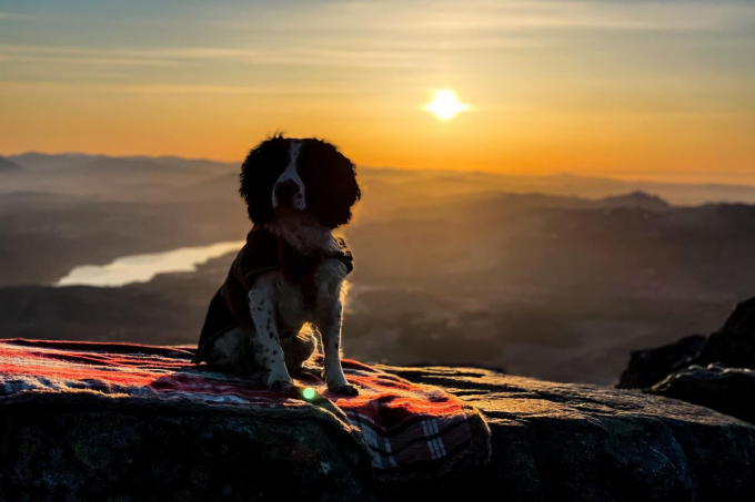 Спанієль кинувся на допомогу своїй господині, щоб виштовхати машину під час повені