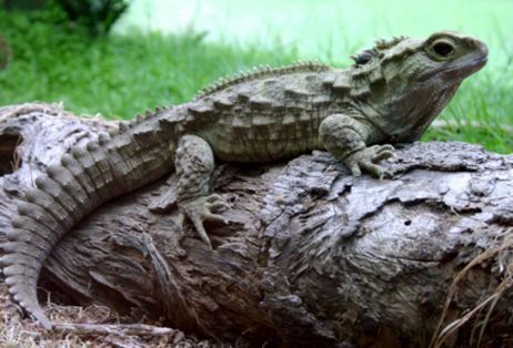 10 тварин, які живуть найдовше у всьому світі