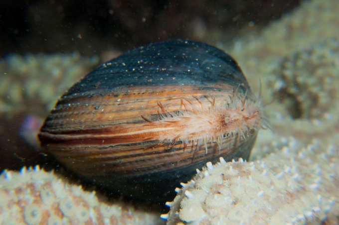 10 тварин, які живуть найдовше у всьому світі