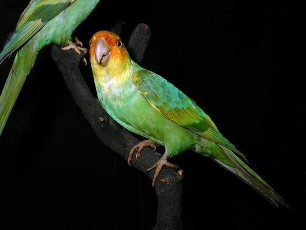 10 тварин, які зникли за останні 100 років