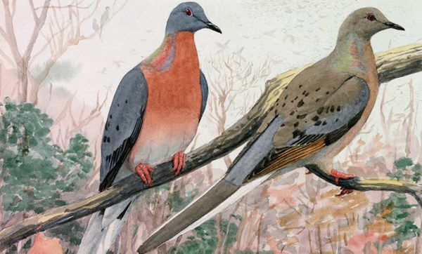 10 тварин, які зникли за останні 100 років