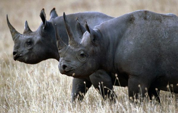 10 тварин, які зникли за останні 100 років