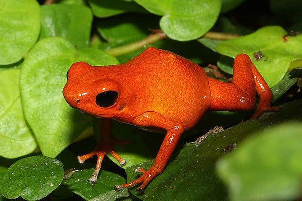 10 тварин, які зникли за останні 100 років