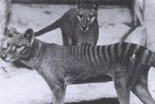 10 тварин, які зникли за останні 100 років