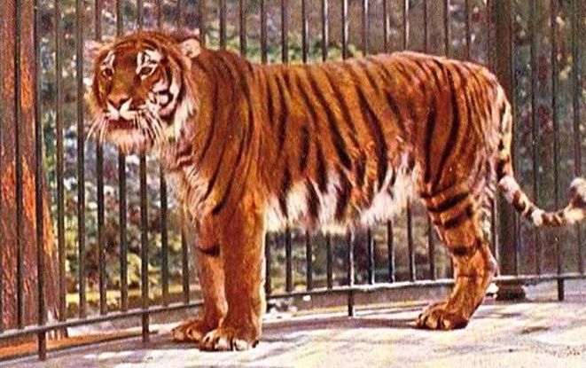 10 тварин, які зникли за останні 100 років