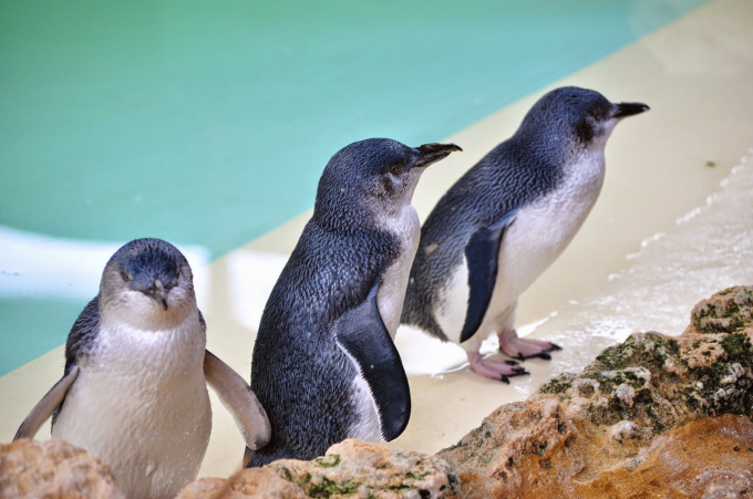 15 найцікавіших фактів про пінгвінів