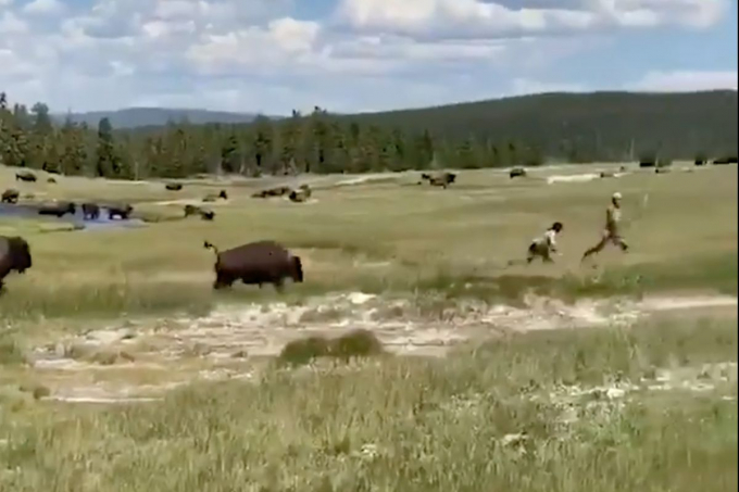 Бізон люто наздоганяє туристку, але та згадала рятівний лайфхак і це допомогло залишитися їх в живих