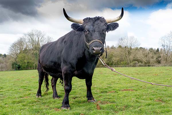 Що означає сон про бика - 223 тлумачень з різних сонників