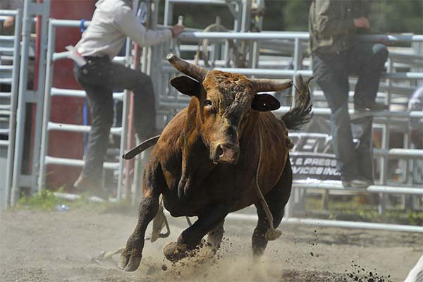 Що означає сон про бика - 223 тлумачень з різних сонників