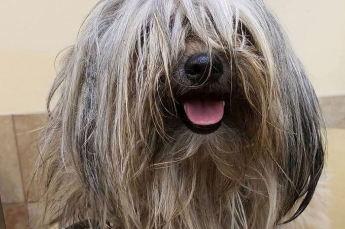 Грумер показала результат стрижки песика, який зворушив Мережу до глибини душі