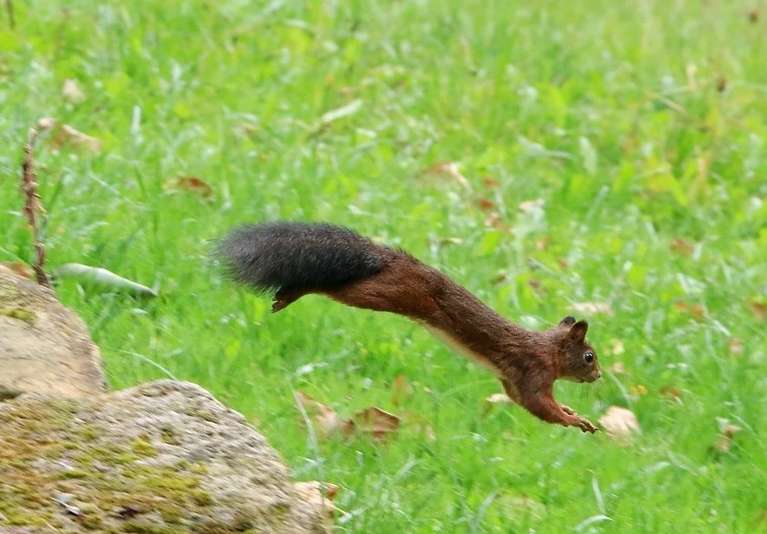 До чого сниться білка жінці?