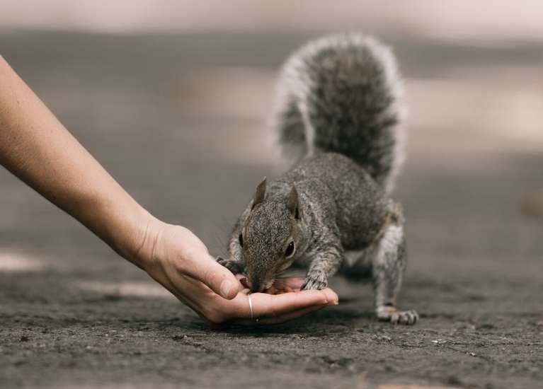 До чого сниться білка жінці?