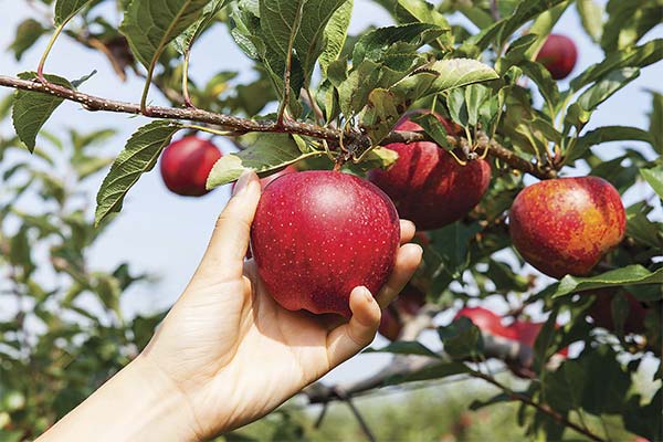 До чого сняться яблука жінці або чоловікові - 98 тлумачень з різних сонників