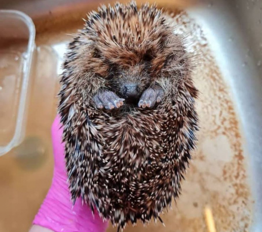 На будівництві знайшли колючий клубок глини, який дивом вдалося відмити — всередині виявилася їжачка