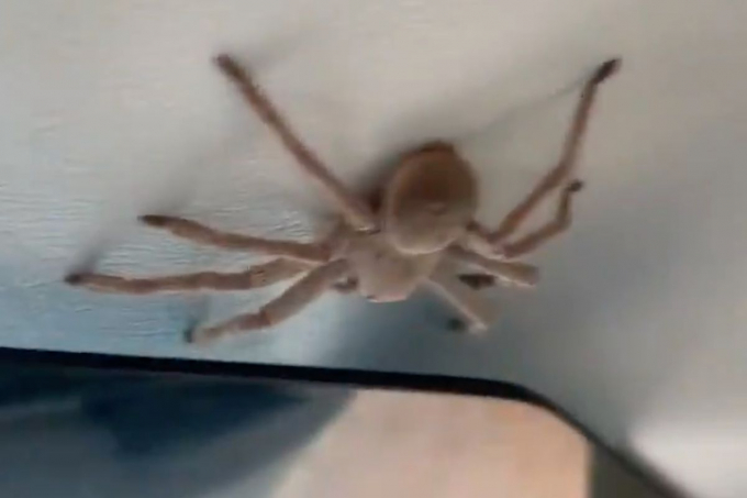 Пілот під час посадки виявив в кабіні літака величезного павука, але те що сталося далі це жах