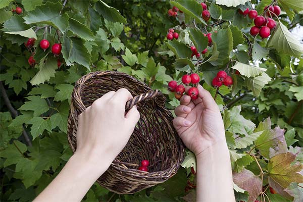 Сонник глід: до чого сниться і що означає сон?