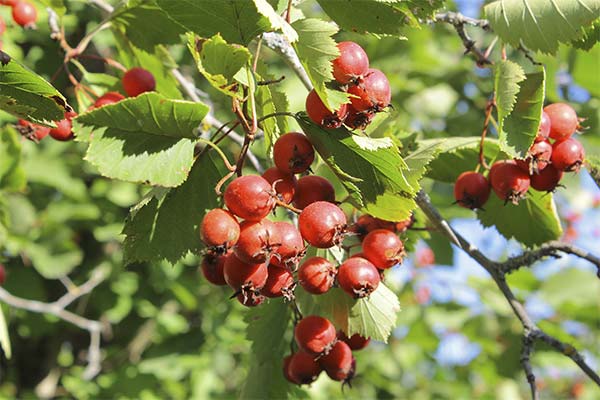 Сонник глід: до чого сниться і що означає сон?