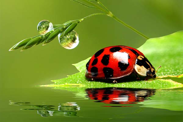 Сонник сонечко: до чого сниться і що означає сон?