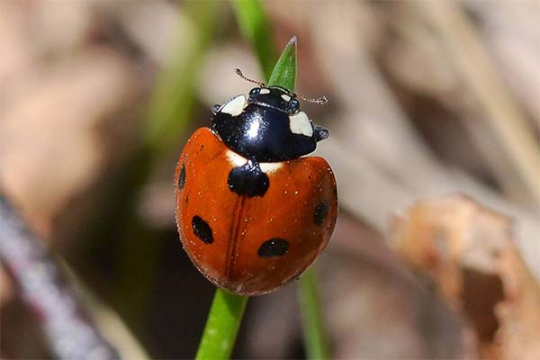 Сонник сонечко: до чого сниться і що означає сон?