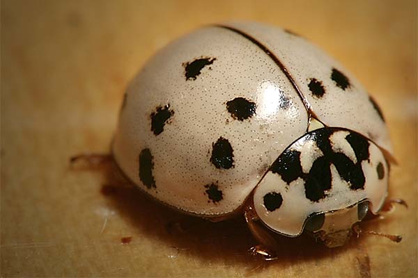 Сонник сонечко: до чого сниться і що означає сон?