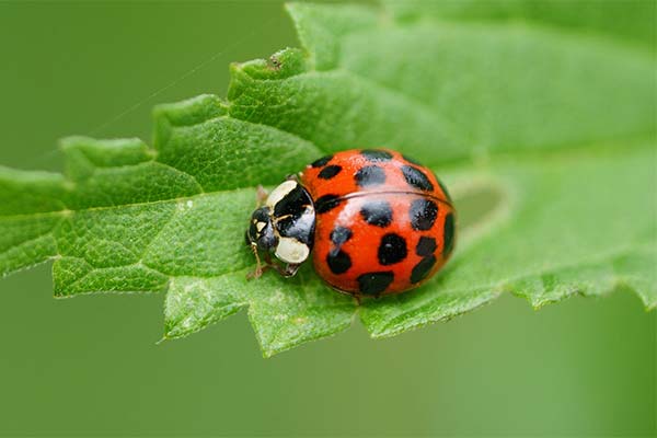Сонник сонечко: до чого сниться і що означає сон?