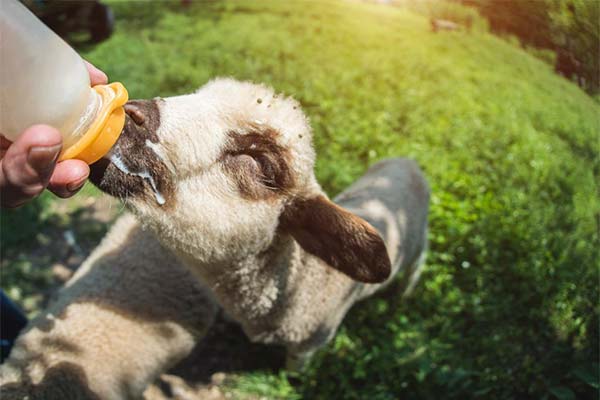 Сонник ягня: до чого сниться і що означає сон?