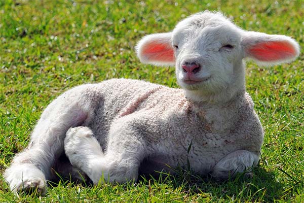 Сонник ягня: до чого сниться і що означає сон?