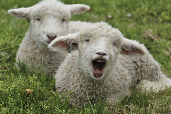 Сонник ягня: до чого сниться і що означає сон?