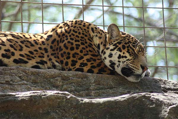 Сонник ягуар: до чого сниться і що означає сон?