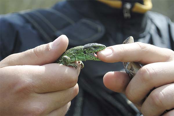 Сонник ящірка: до чого сниться і що означає сон?