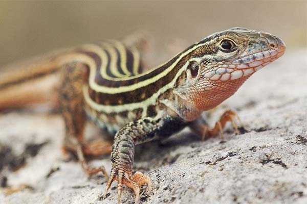 Сонник ящірка: до чого сниться і що означає сон?