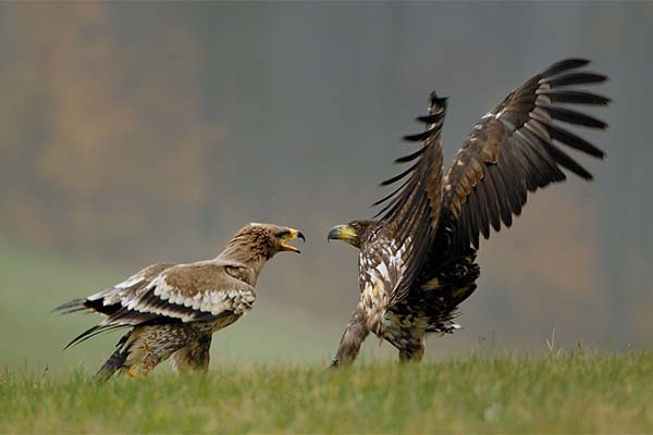 Сонник яструб: до чого сниться і що означає сон?