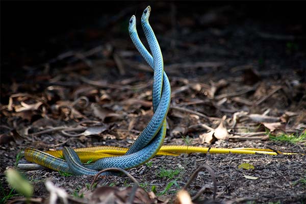 Сонник змії б'ються: до чого сниться і що означає сон?