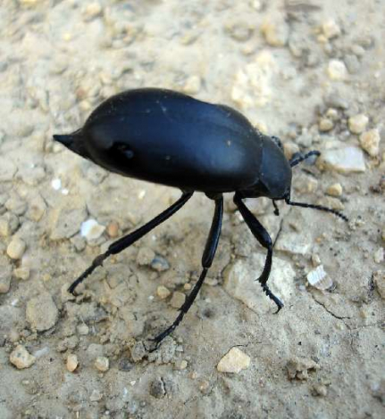 У тварин пустелі розвинулися властивості, які дозволяють пристосуватися до унікального клімату пустель