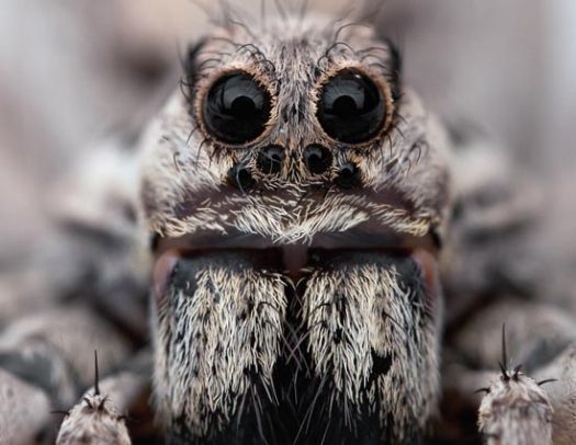 У тварин пустелі розвинулися властивості, які дозволяють пристосуватися до унікального клімату пустель