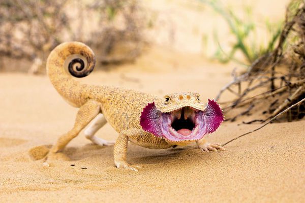 У тварин пустелі розвинулися властивості, які дозволяють пристосуватися до унікального клімату пустель