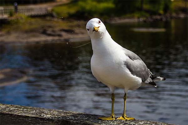 До чого сниться чайка жінці чи чоловікові — 47 тлумачень із різних сонників.