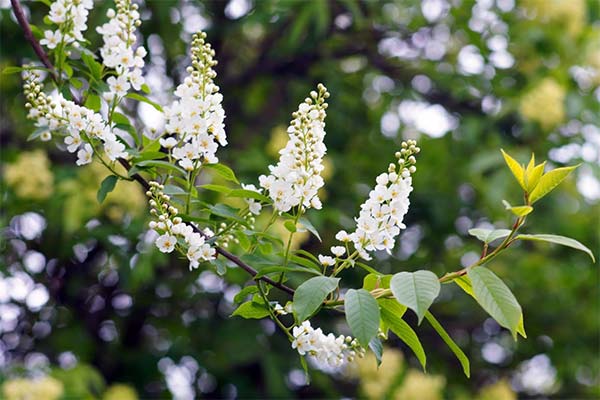До чого сниться черемха жінці чи чоловікові — 40 тлумачень із різних сонників.