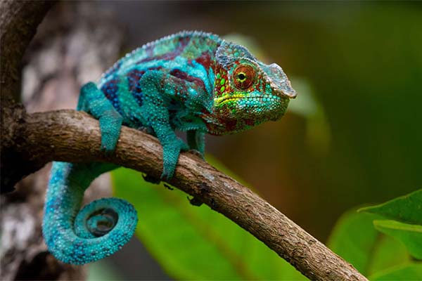 До чого сниться хамелеон жінці жінці або чоловікові - 45 тлумачень з різних сонників