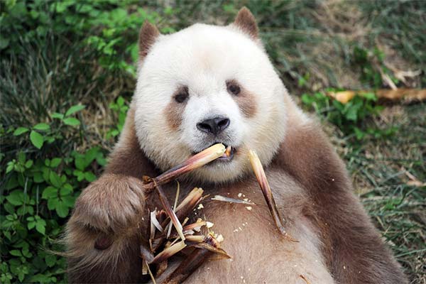 До чого сниться панда жінці або чоловікові - 28 тлумачень з різних сонників