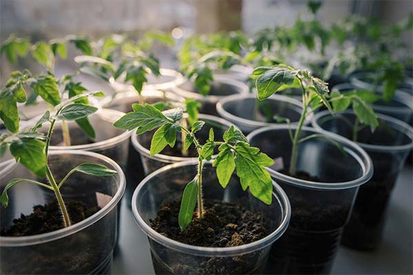 До чого сниться розсада помідорів - 10 тлумачень з різних сонників