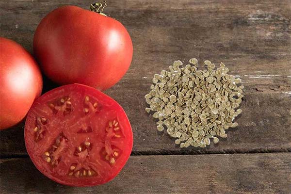 До чого сняться насіння помідорів - 6 тлумачень з різних сонників