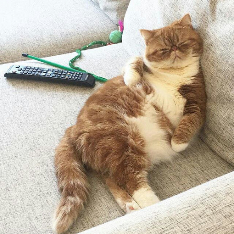 Як і чим вивести котячу сечу з дивана: швидкі способи!