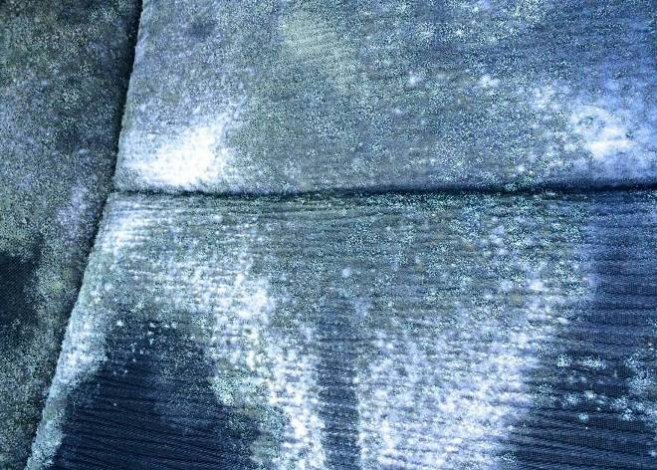 Як прибрати цвіль з одягу? Позбавляємося від цвілі за 10 хвилин.