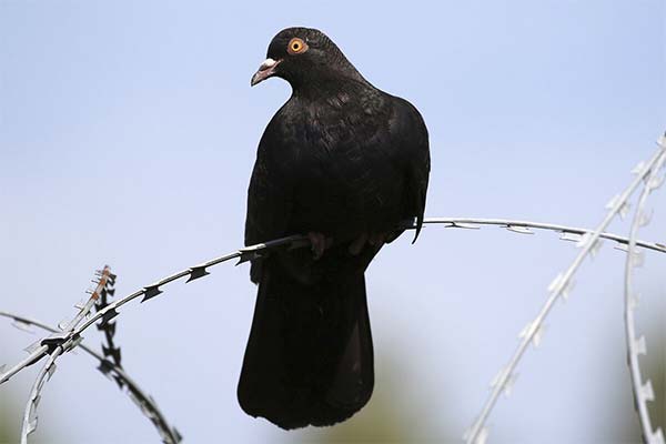 До чого сниться голуб жінці чи чоловікові — 330 тлумачень із різних сонників.