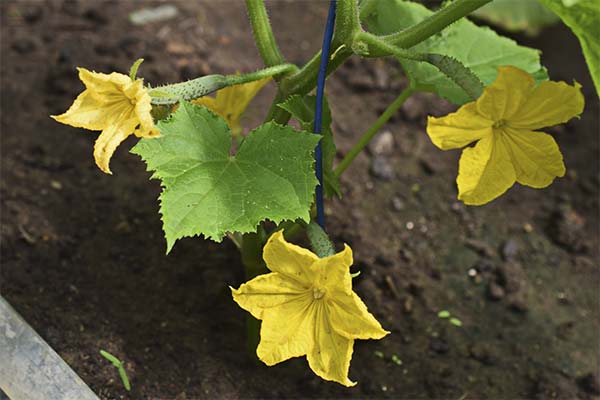 До чого сняться квітучі огірки - 5 тлумачень із різних сонників