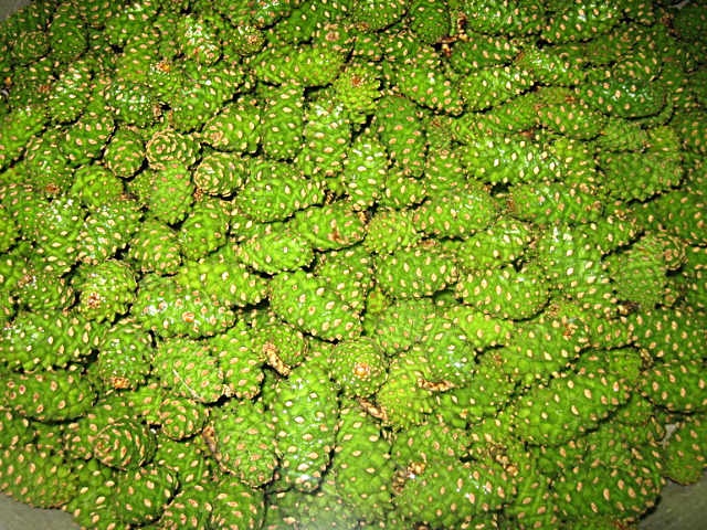 Варення із соснових шишок — корисні властивості і 9 способів його приготувати