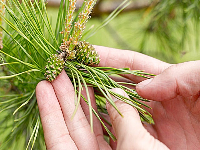 Варення із соснових шишок — корисні властивості і 9 способів його приготувати