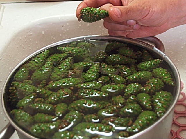 Варення із соснових шишок — корисні властивості і 9 способів його приготувати