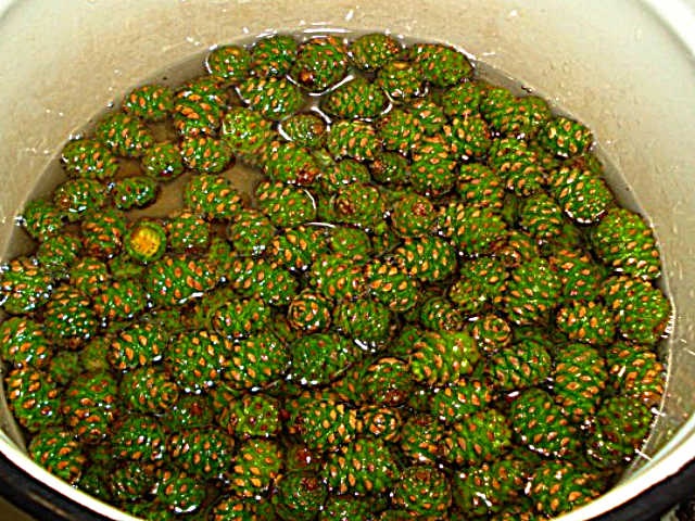 Варення із соснових шишок — корисні властивості і 9 способів його приготувати